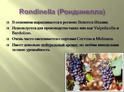 Сорт винограда кроссворд