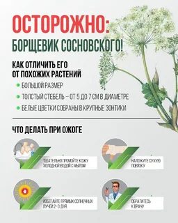 Польза борщевика