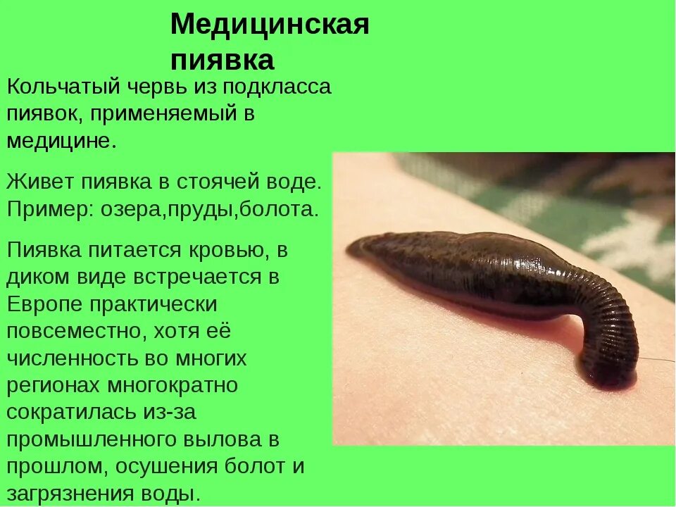 Гермафродитами являются черви. Кольчатые черви пиявки строение. Тип кольчатые черви класс пиявки. Кольчатые черви пиявка медицинская. Медицинская пиявка класс и Тип.
