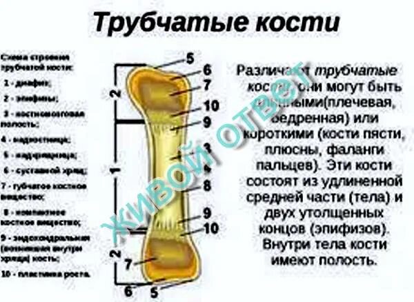 6 трубчатых костей. Схема строения трубчатой кости. Схема длинной трубчатой кости взрослого человека. Строение трубчатой кости без подписей. Тело трубчатой кости внутри заполнено.