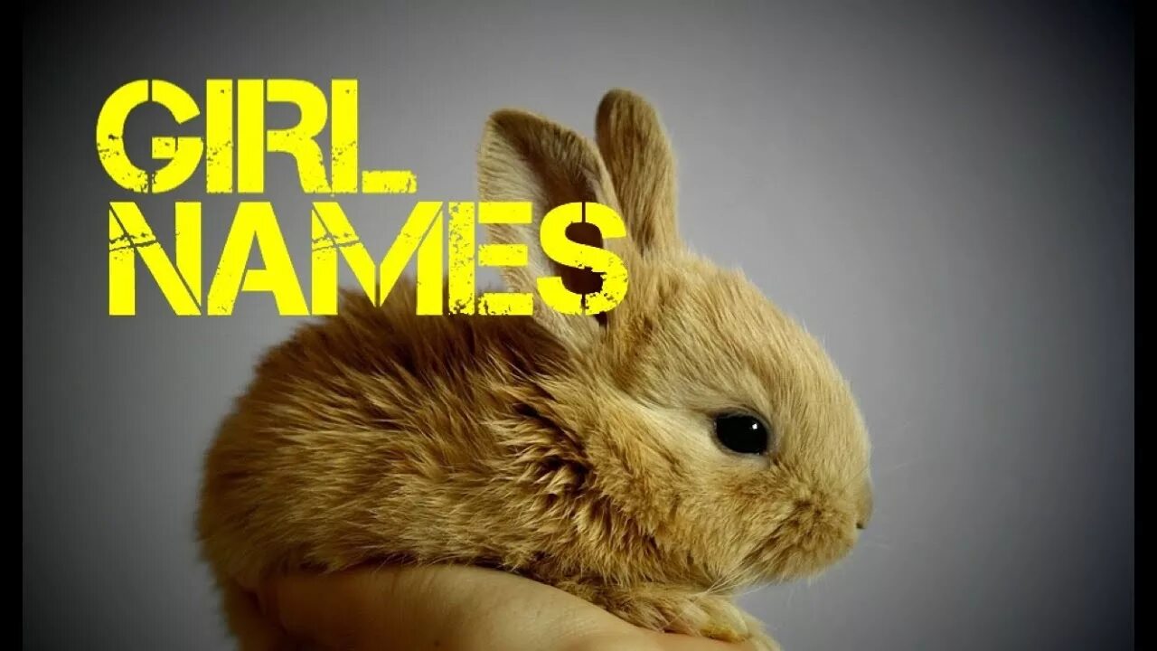 Маленький зая. Заяц милый. Кролики. Small rabbits. Милые зайчики.