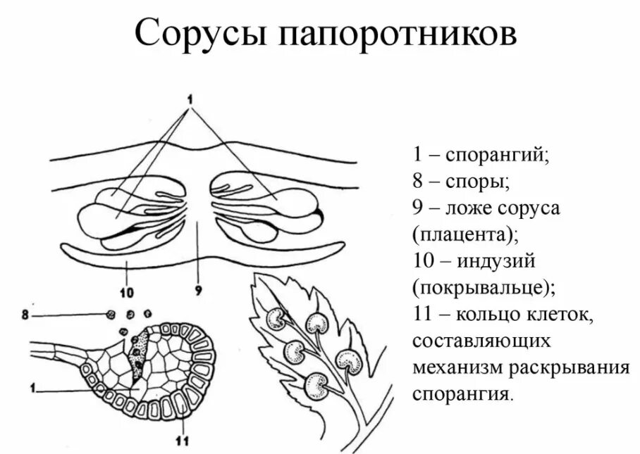 Класс Ophioglossopsida - ужовниковые - презентация онлайн