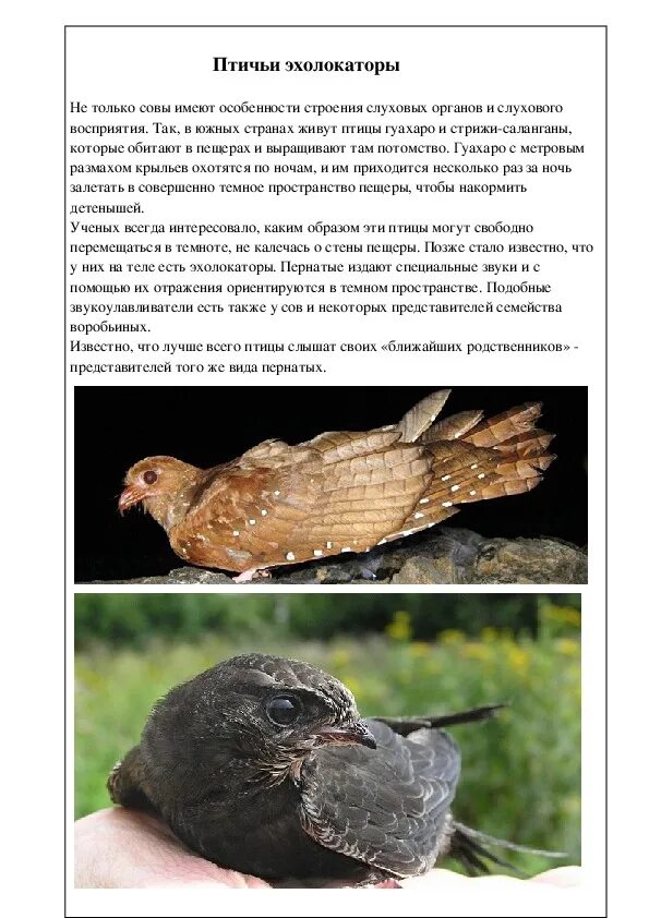 Как издавать звуки птиц. Ушные отверстия у птиц. какой слух у птиц. птичьи уши. у птиц есть уши.