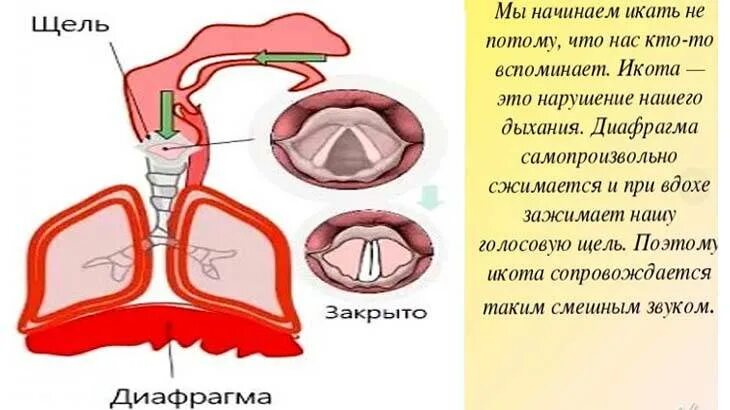 Почему появляется икота. Физиология икоты. процесс икоты. икота причины. почему человек икает.