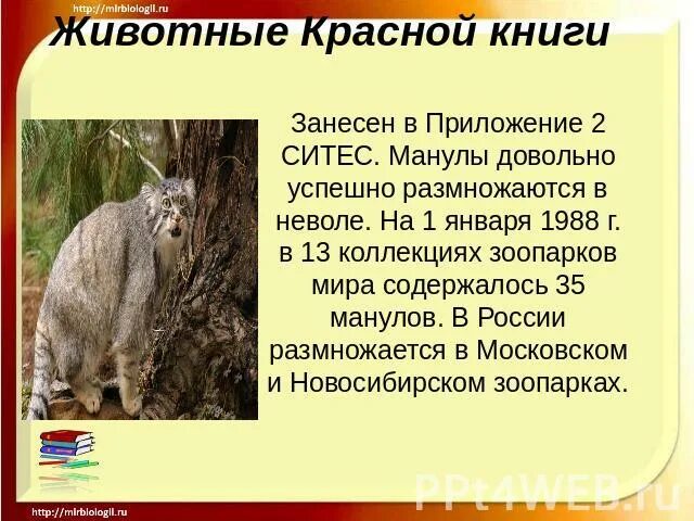 Подготовить сообщение о животном международной красной книги. Манул красная книга. животные из красной книги манул доклад. доклад про манула из красной книги для 4 класса.