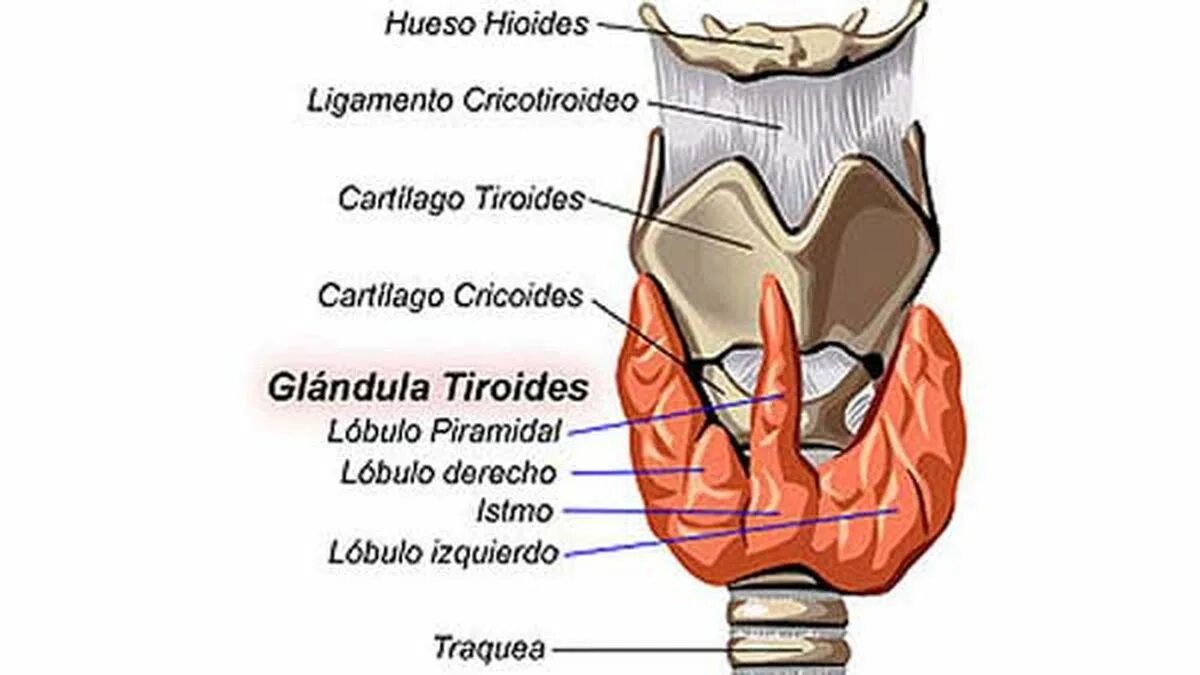 Рентген анатомия перстневидного хряща. Надгортанный хрящ анатомия. Дуга перстневидного хряща латынь. Перстневидный хрящ гортани анатомия. Черпалонадгортанные складки гортани.