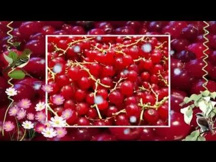 Семин ягода смородина