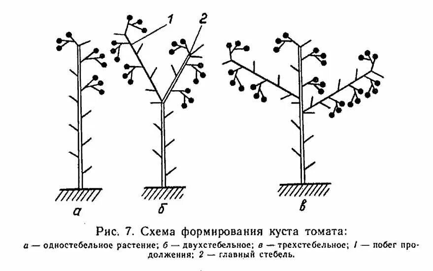 Формируем стебель томата
