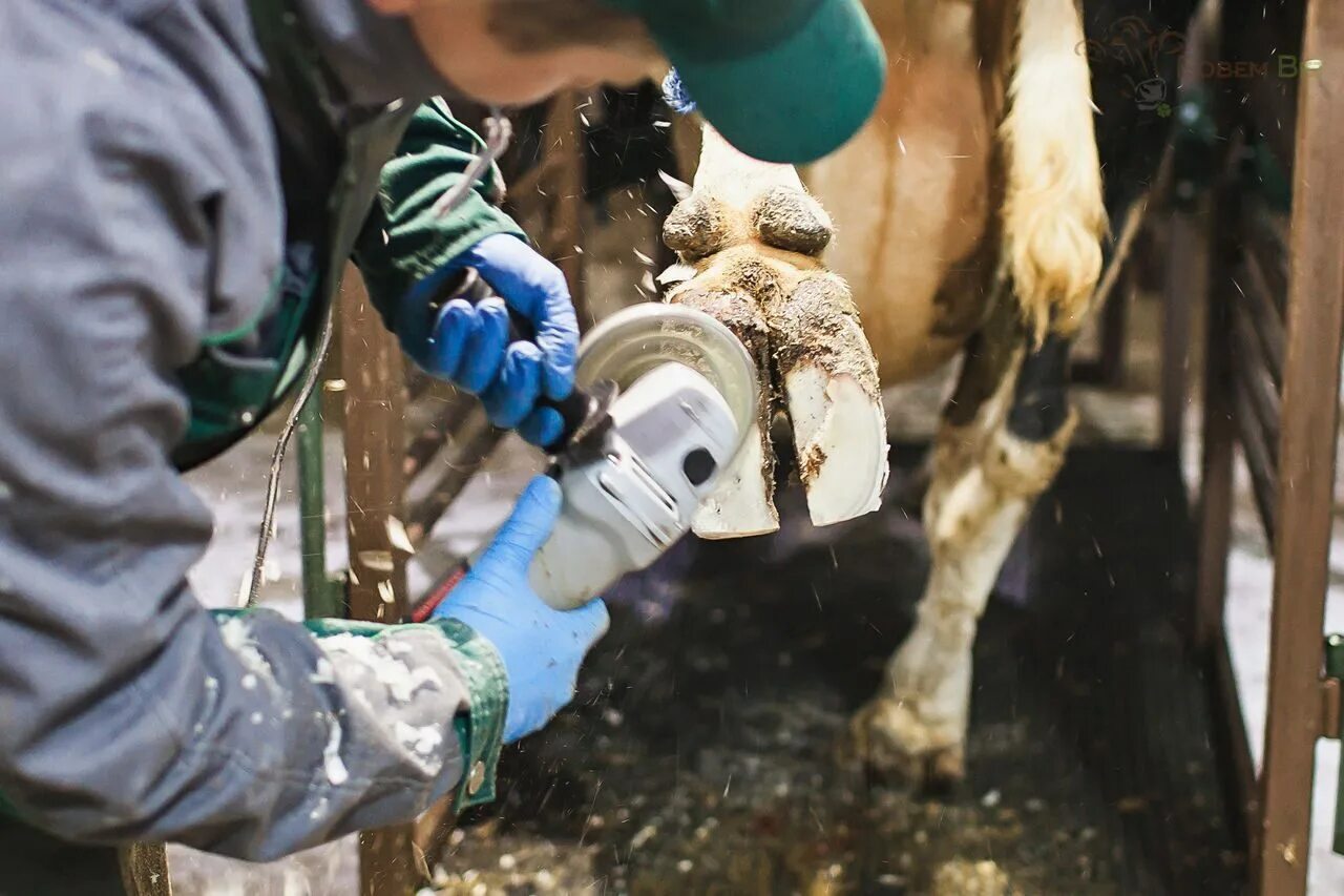 Некробактериоз копыт КРС. Некробактериоз копытца у коров. Сколько чистится корова