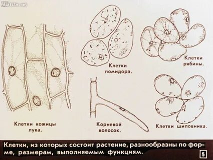 Клетка томата под микроскопом с подписями