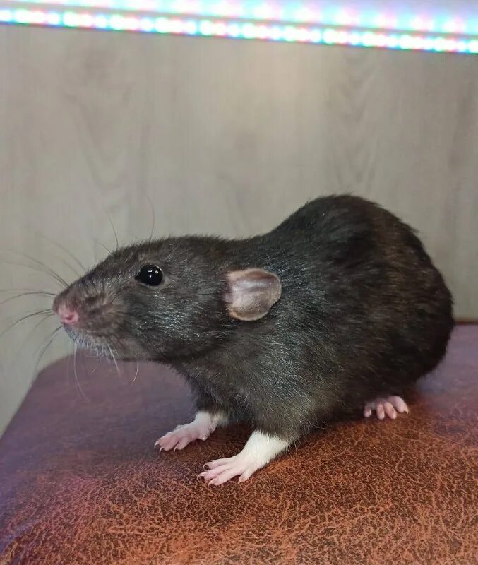 Крыса тг. Крыса тг. Ты крыса да я крыса. Крыса тг. Стикеры крысы в телеграм.