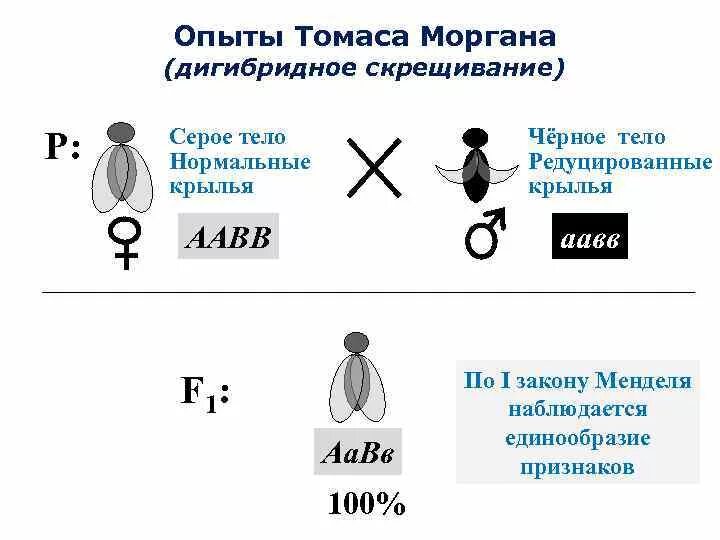 Опыты т. Моргана: сцепленное наследование. Опыты Томаса Моргана дигибридное скрещивание. Сцепленное наследование опыты Моргана. Теория сцепленного наследования