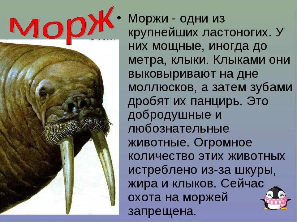 Морж окружающий мир 1 класс. Морж северного ледовитого океана. Где обитают моржи. Морж рассказывать. Морж окружающий мир 1 класс.