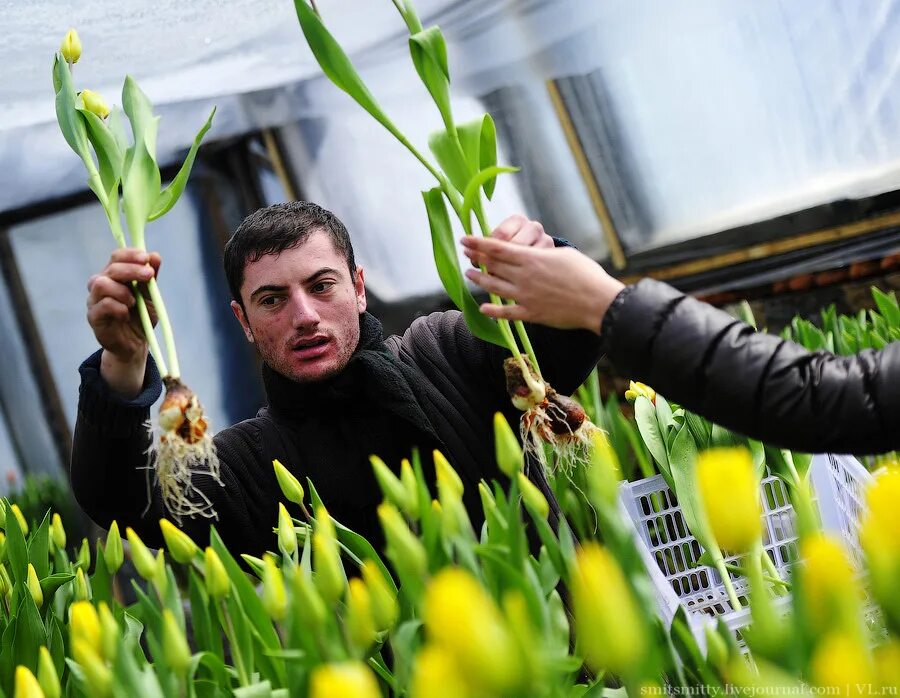 парень вырастил тюльпаны в гараже. калинково тюльпаны калининград. ящик для выгонки тюльпанов. парень вырастил тюльпаны в гараже. ботанический тюльпан всходы.