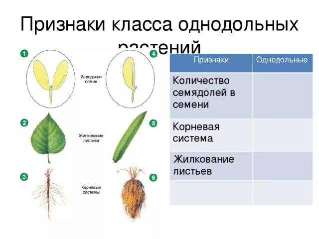 3 признака класса однодольные. Строение однодольных. Жилкование у однодольных растений. Листки однодольных растений. Сколько листьев у однодольных растений.