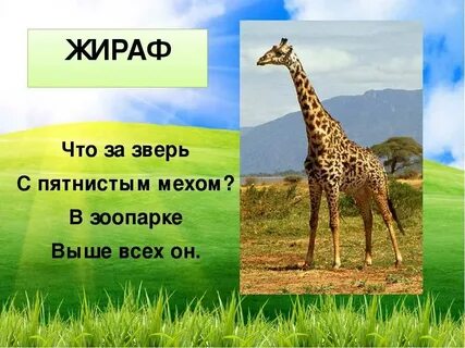 Жираф загадка 1 класс