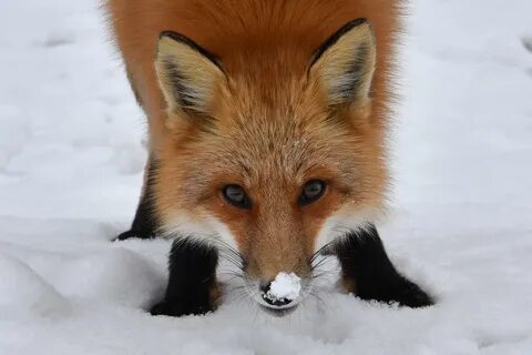 Омская лиса