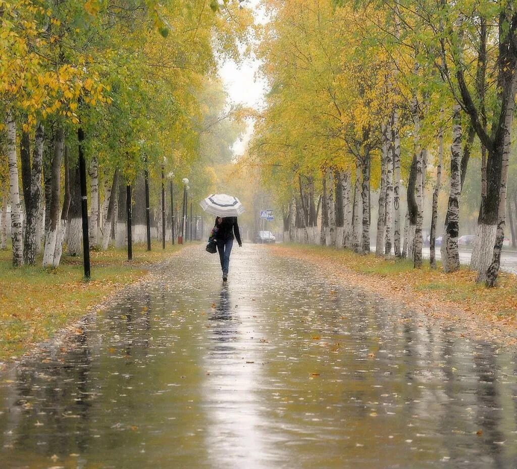 осень дождь. дождливая осень. осенний дождь. дождливый осенний день. осенний дождь.