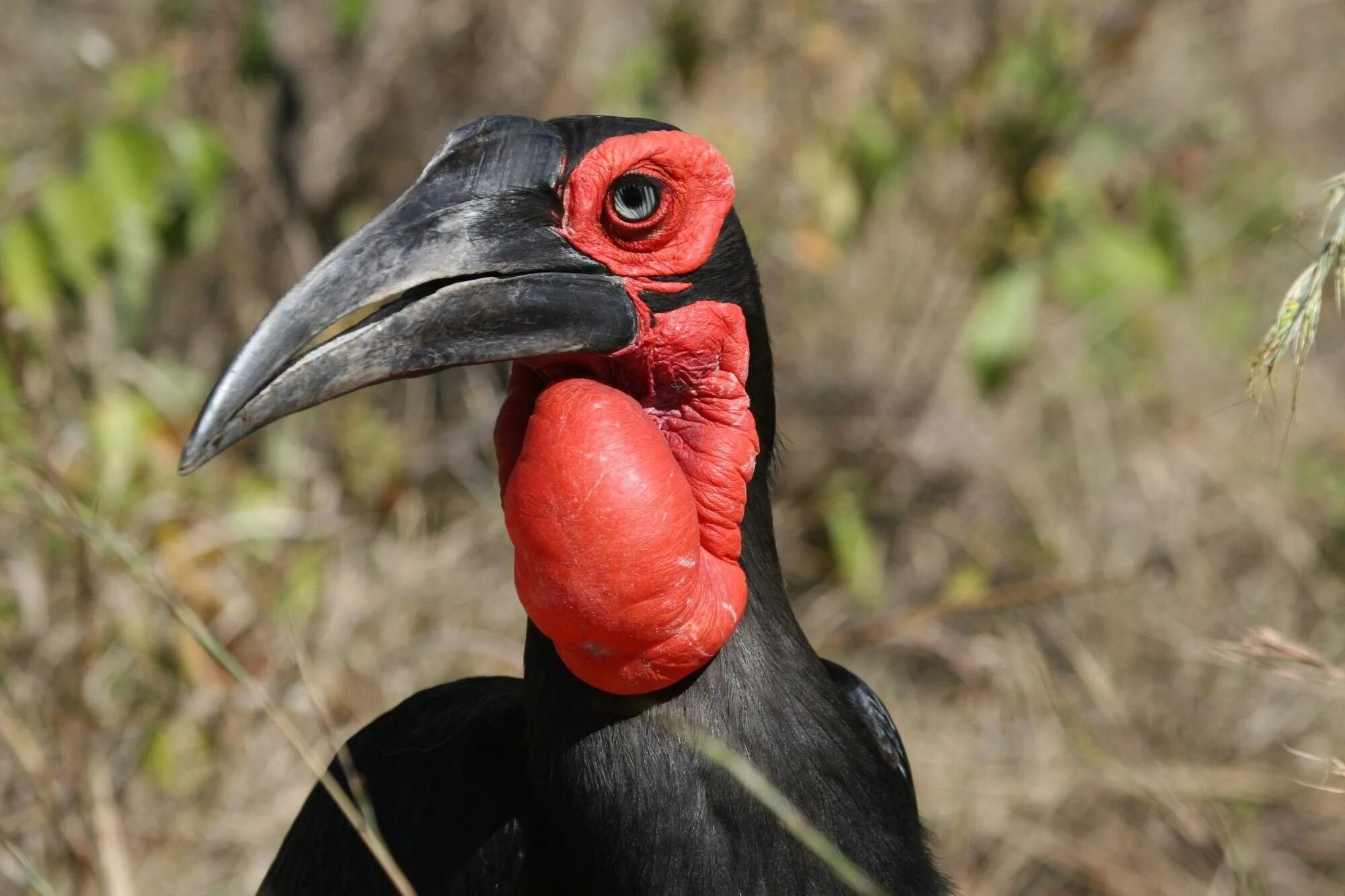 Аист марабу. Ground hornbill птица. Птица кафрский рогатый ворон. Птица кафрский рогатый ворон. Крупная африканская птица.