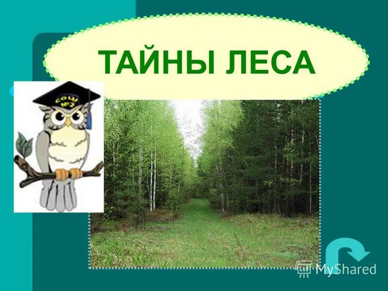 рассказ тайна леса. открываем тайны леса книга. текст тайны леса. в. лес тайны книга.