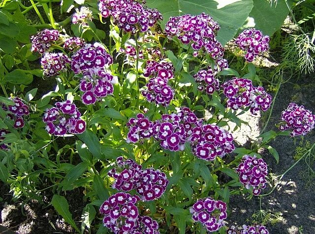 Лиатрис спиката. Безвременник pleniflorum. Многолетние цветы средней полосы. Многолетние цветы средней полосы. Многолетние цветы средней полосы.