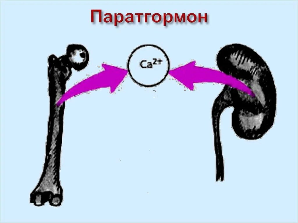 Интактный паратиреоидный гормон. Паратгормон. Физиологическая роль паратгормона. Формула паратгормона. Паратиреоидный гормон формула.