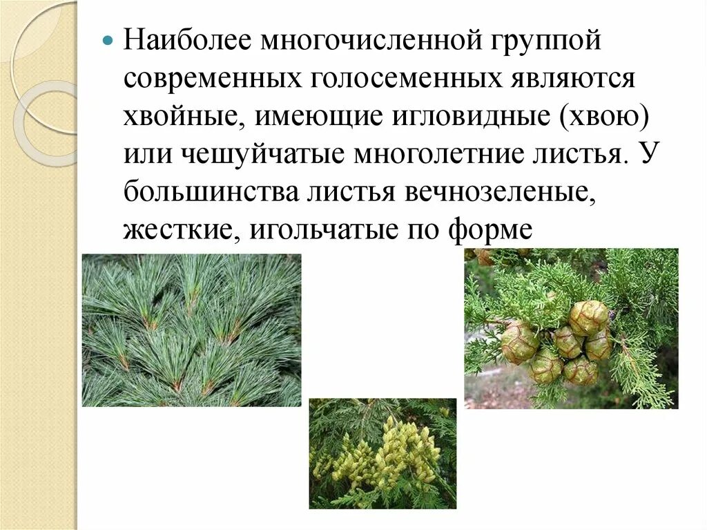 Жизненные формы голосеменных растений примеры Отдел голосеменные растения 7 класс презентация