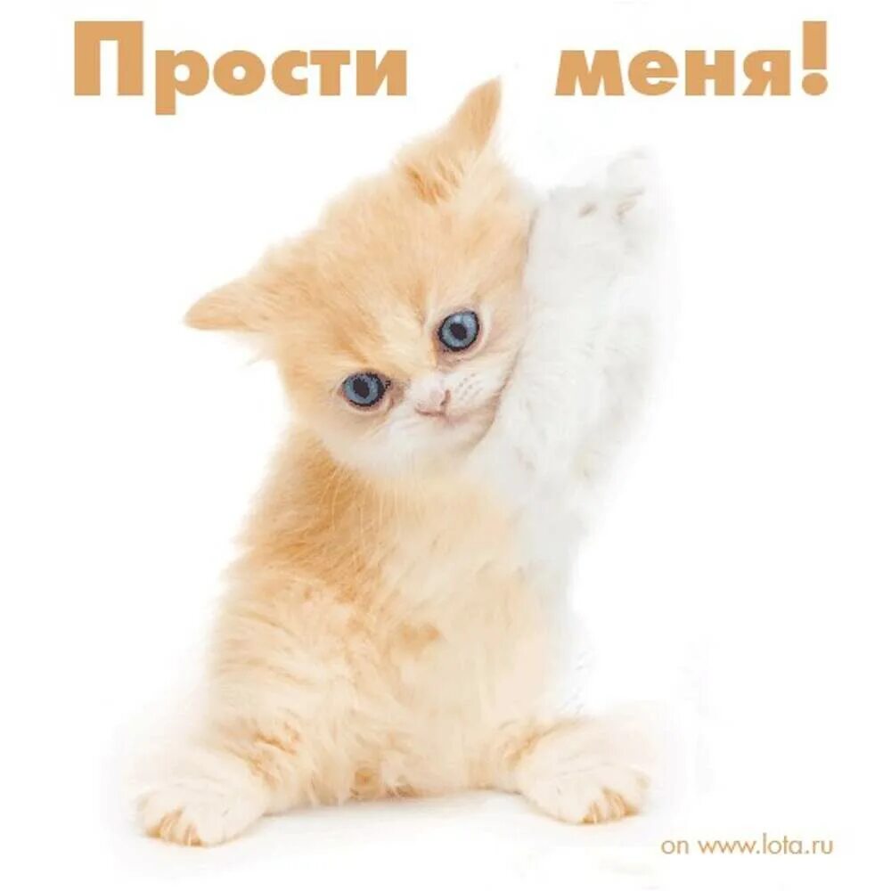 Котиков прощения котиков