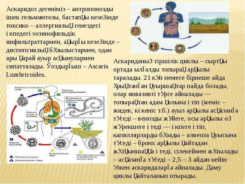 Как вывести аскариды у ребенка. Источники заражения аскаридами. промежуточный хозяин аскариды человеческой. систематика аскариды человеческой. аскарида человеческая факторы передачи.