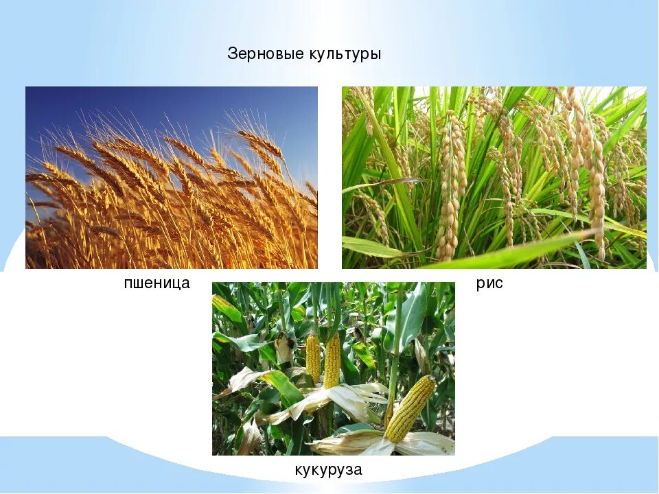 Пшеница рожь овес кукуруза рис. • Полевые злаковые зерновые культуры. Пшеница; - ячмень; - овёс; - кукуруза; - рис; - гречиха; - горох.. Пшеница, ячмень, просо, рис и кукуруза.