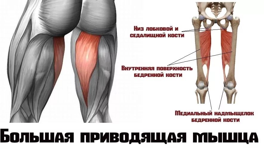 Функции приводящих мышц. Большая приводящая мышца бедра анатомия. Приводящие мышцы бедра и их функции. Длинная приводящая мышца бедра анатомия. Мышцы задней поверхности бедра анатомия.