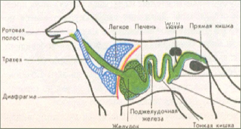 Млекопитающие отделы пищеварительной системы. Млекопитающие отделы пищеварительной системы