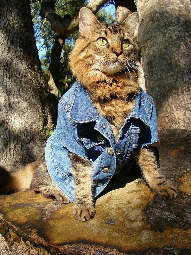 Стильная кошка. Кот в одежде. Одежда для кошек. Модные коты. Котики с одеждой.