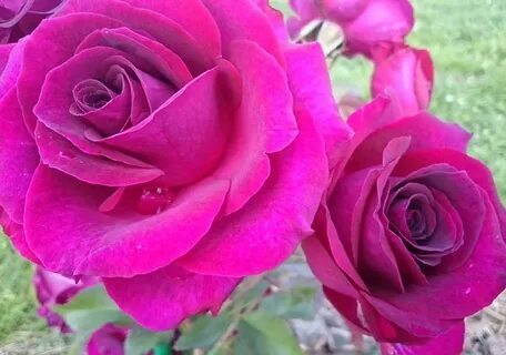 Rose 2016