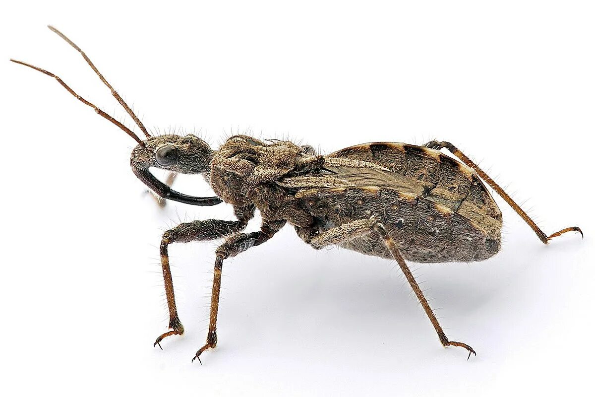 Bug bars. Клоп хищнец. клоп хищнец assassin bug. жук хищнец.