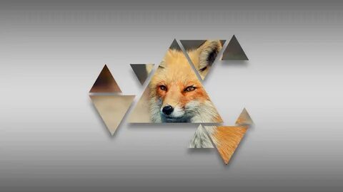 Обои fox
