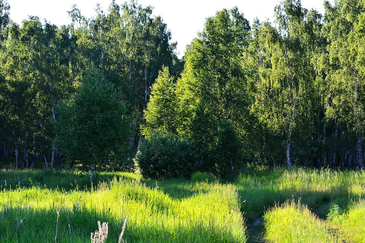 Лето лес июль. Природа Зауралья Курганская область. Леса Зауралья. Июль в лесу. Июльский лес.