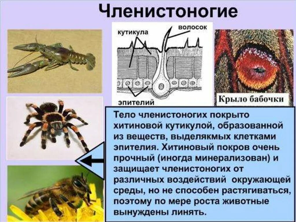 Наружный хитиновый покров разделенное на отделы тело. Хитиновый Покров у членистоногих. Эволюция покровов тела животных. Наружный Хитиновый скелет. Значение хитинового Покрова у членистоногих.