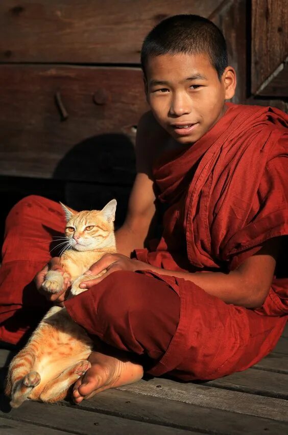 Буддист и кошка. Буддисты и животные. Монах и кошка. Буддийские монахи с животными. Животные будды
