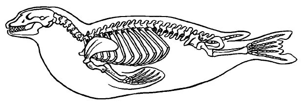 Скелет ластоногих. Скелет тюленя. Скелет моржа. Скелет тюленя. Скелет тюленя.