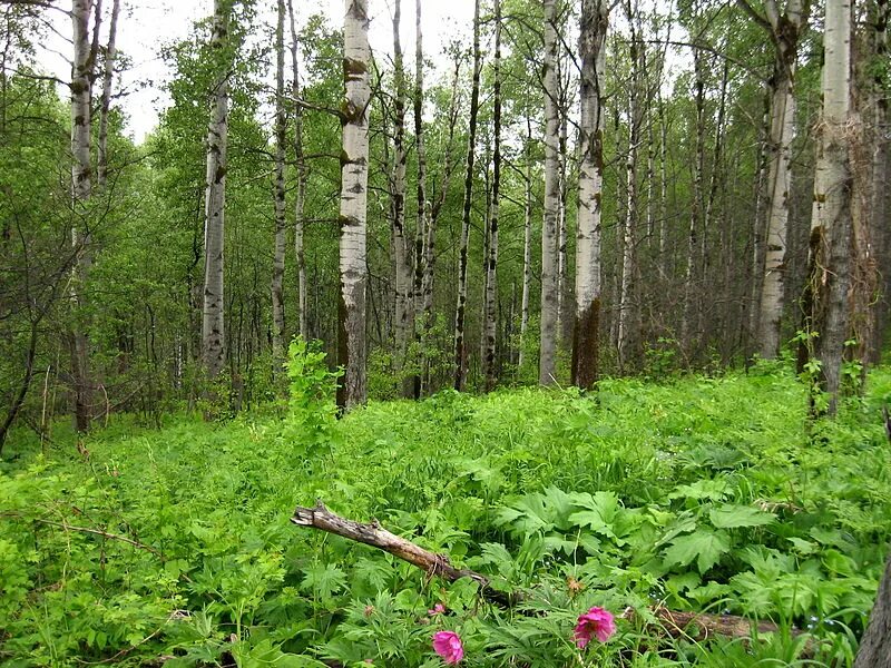 Осиновые леса Осинники. Мелколиственные леса Западной Сибири. Березово-осиновый лес. Осиновый лес Курск. Собранные лиственных