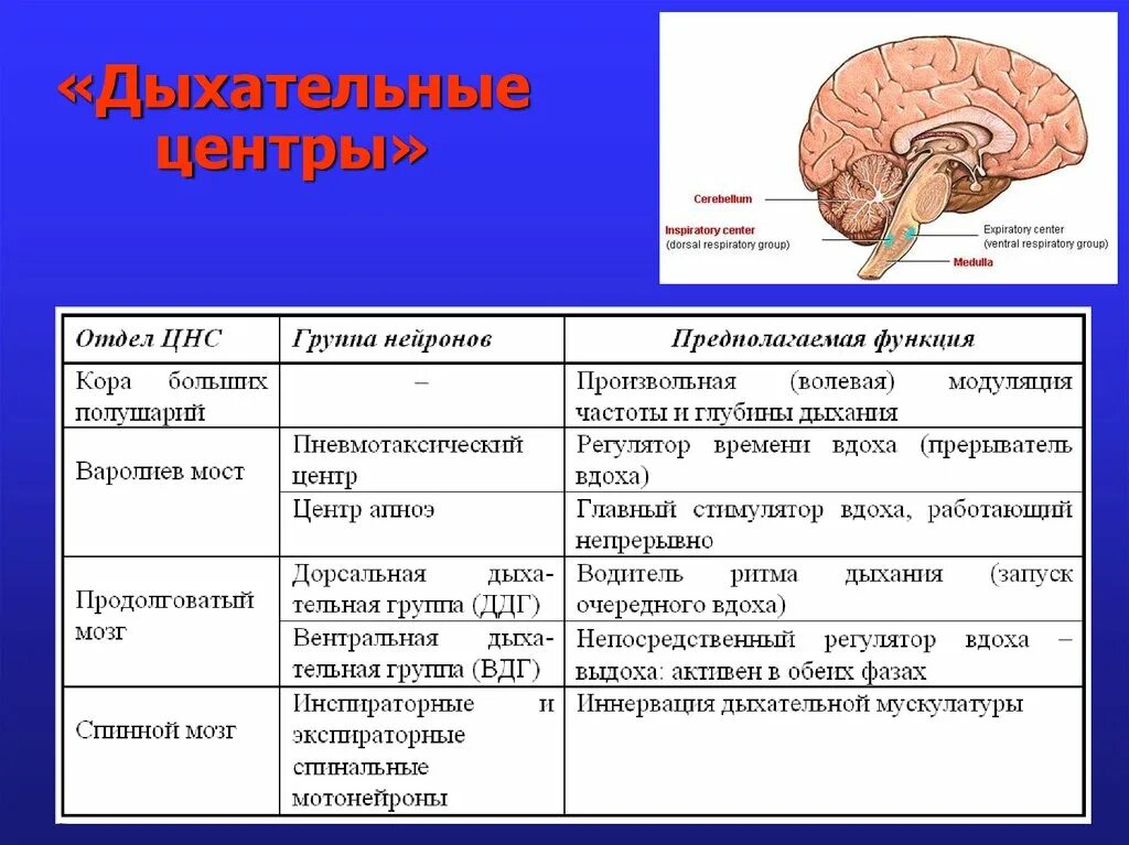 Дыхательный центр находится в продолговатом мозге. Структурно-функциональная организация дыхательного центра. структура дыхательного центра физиология. дыхательный центр анатомия. дыхательный центр структурная организация физиология.