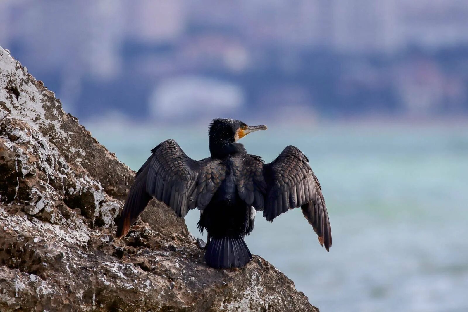 Большой Баклан Phalacrocorax Carbo. Берингов Баклан. Нырок Черноморский Баклан. Большой Баклан Байкал. Баклан 2