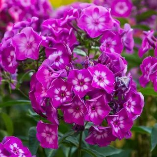 Флоксы с крупными цветами