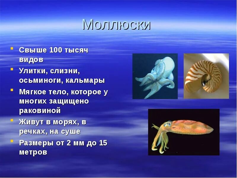 Улитка слизень осьминог. Моллюски презентация. Моллюски проект. Сообщение о моллюсках. Презентация на тему разнообразие моллюсков.