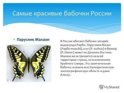 В честь кого названы краб ночная бабочка