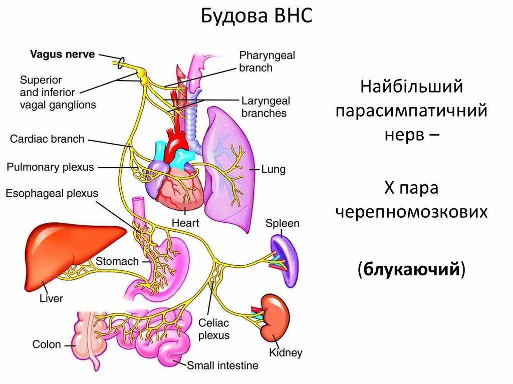 Блуждающий нерв соответствует. Блуждающий нерв nervus vagus. вагус нерв схема. вагус анатомия. nervus vagus анатомия.
