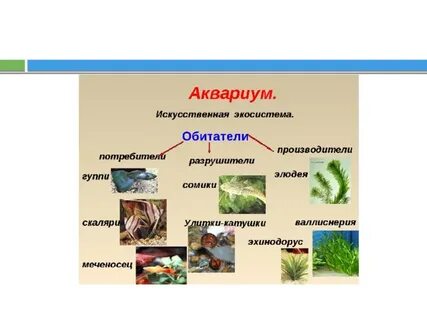 Составьте 5 пищевых цепей в аквариуме