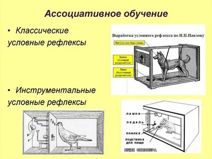 Классические рефлексы