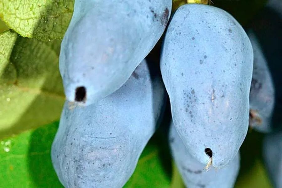 жимолость тундра. жимолость тундра описание сорта фото. жимолость тундра. жимолость съедобная тундра. тундра жимолость куст.